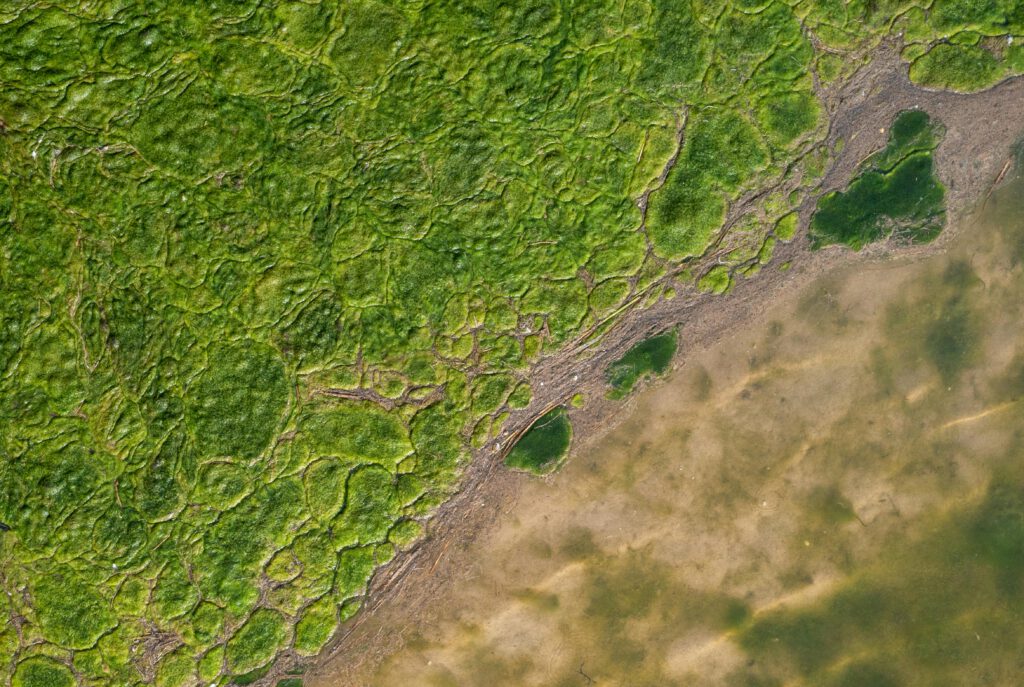 Algenblüte im Schiersteiner Hafen und Belastung des Gewässerbodens – Antrag der Fraktion FWG-Pro Auto vom 27.11.2024