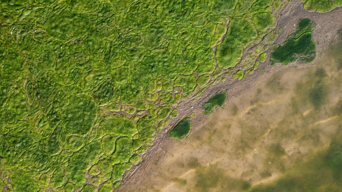 Algenblüte im Schiersteiner Hafen und Belastung des Gewässerbodens – Antrag der Fraktion FWG-Pro Auto vom 27.11.2024