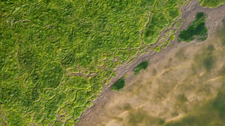 Algenblüte im Schiersteiner Hafen und Belastung des Gewässerbodens – Antrag der Fraktion FWG-Pro Auto vom 27.11.2024